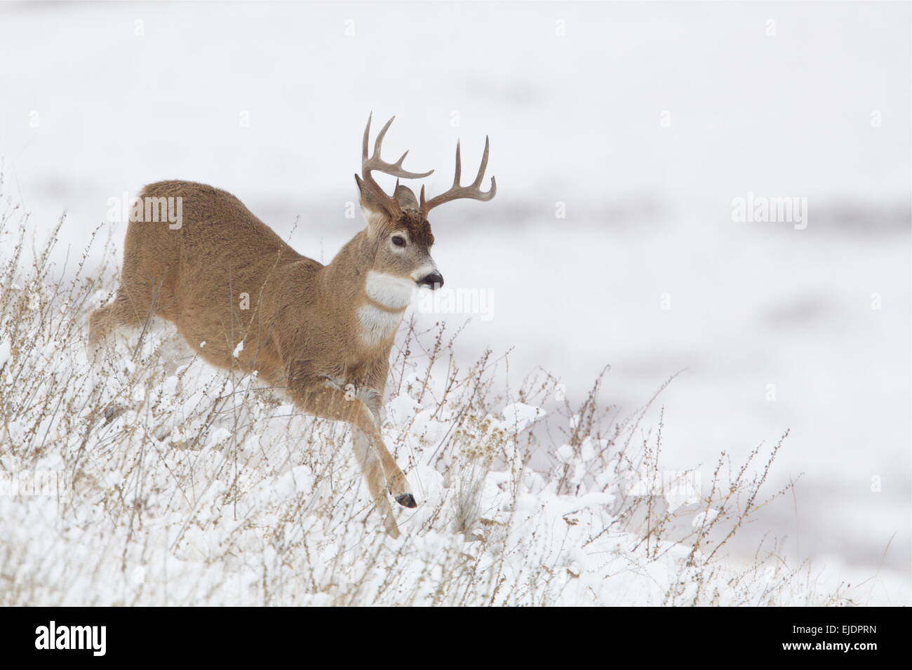 Whitetail deer snow hires stock photography and images Alamy