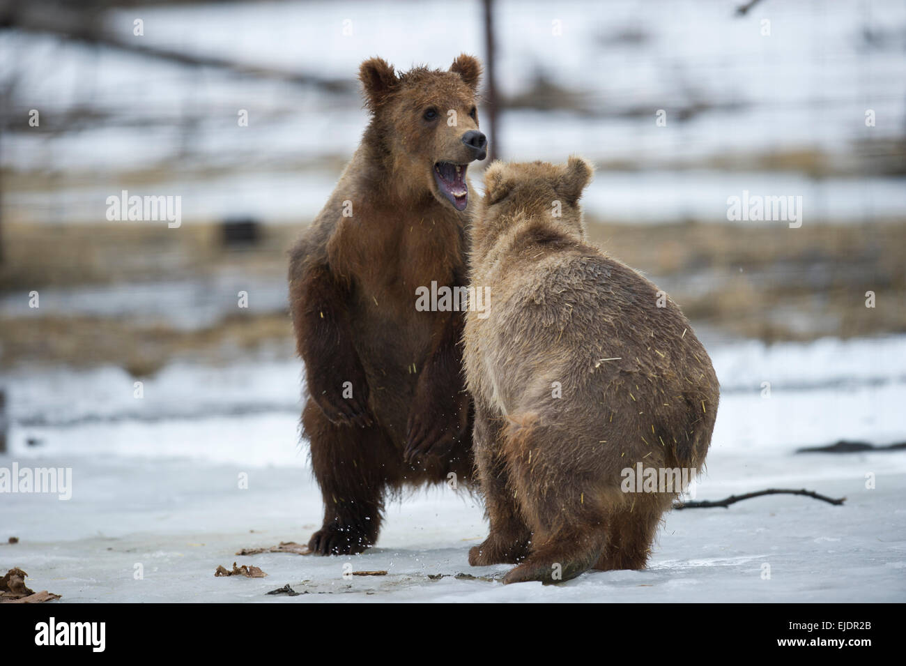 Kodiak bear cubs, Girdwood, Alaska. Stock Photo