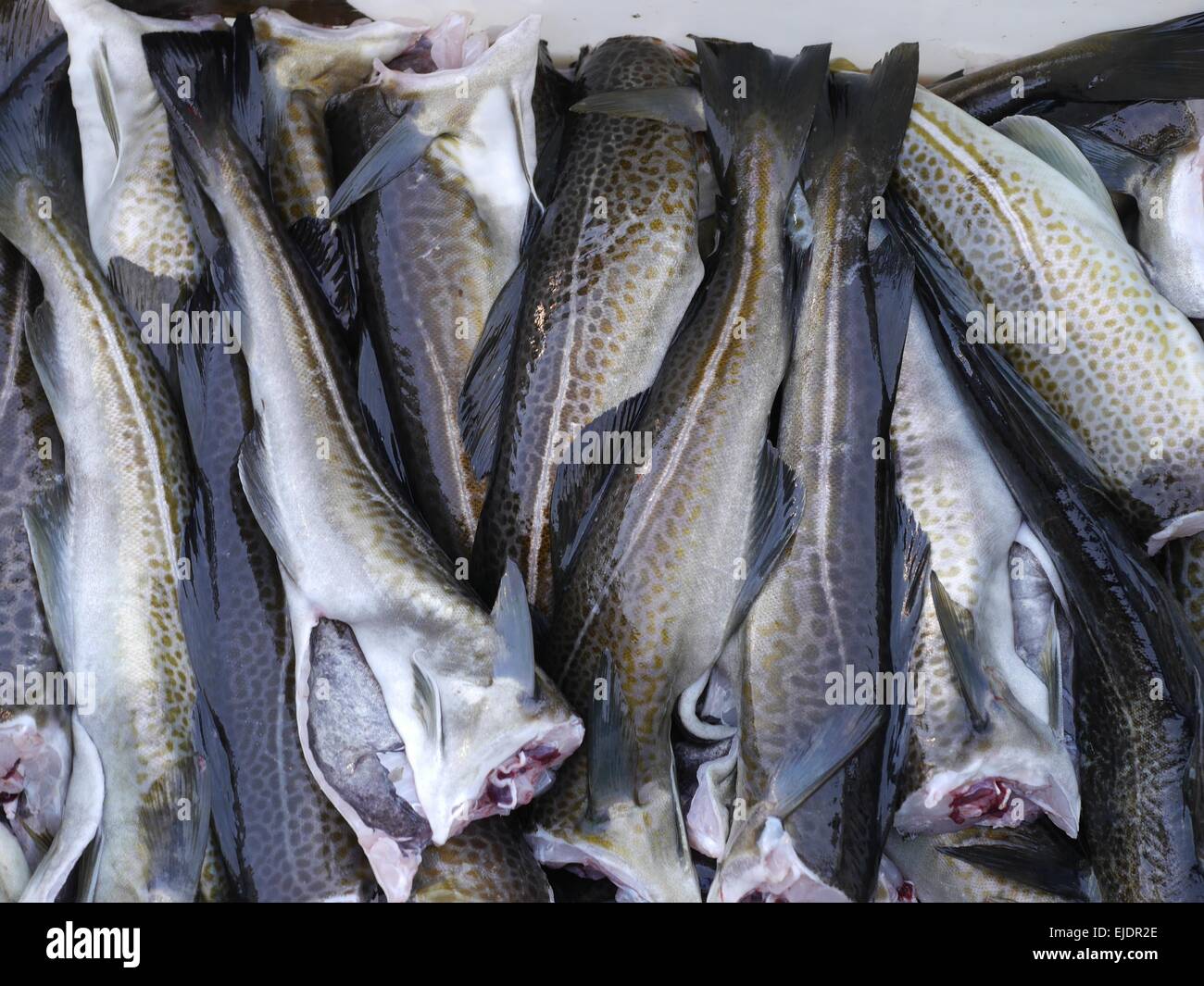 Cod torsk hi-res stock photography and images - Alamy