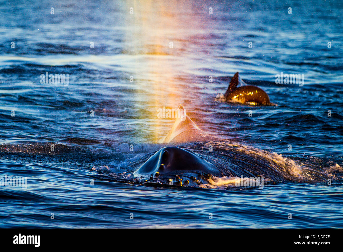Humpback whale nose hi-res stock photography and images - Alamy
