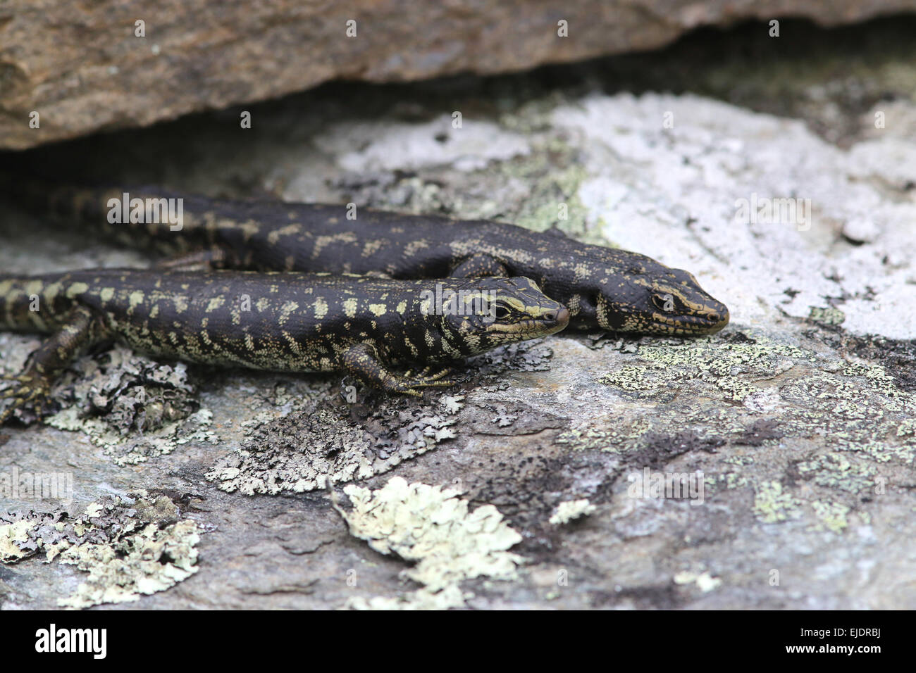 Otago skink endangered species at Orokonui ecosanctuary park New Zealand, Stock Photo