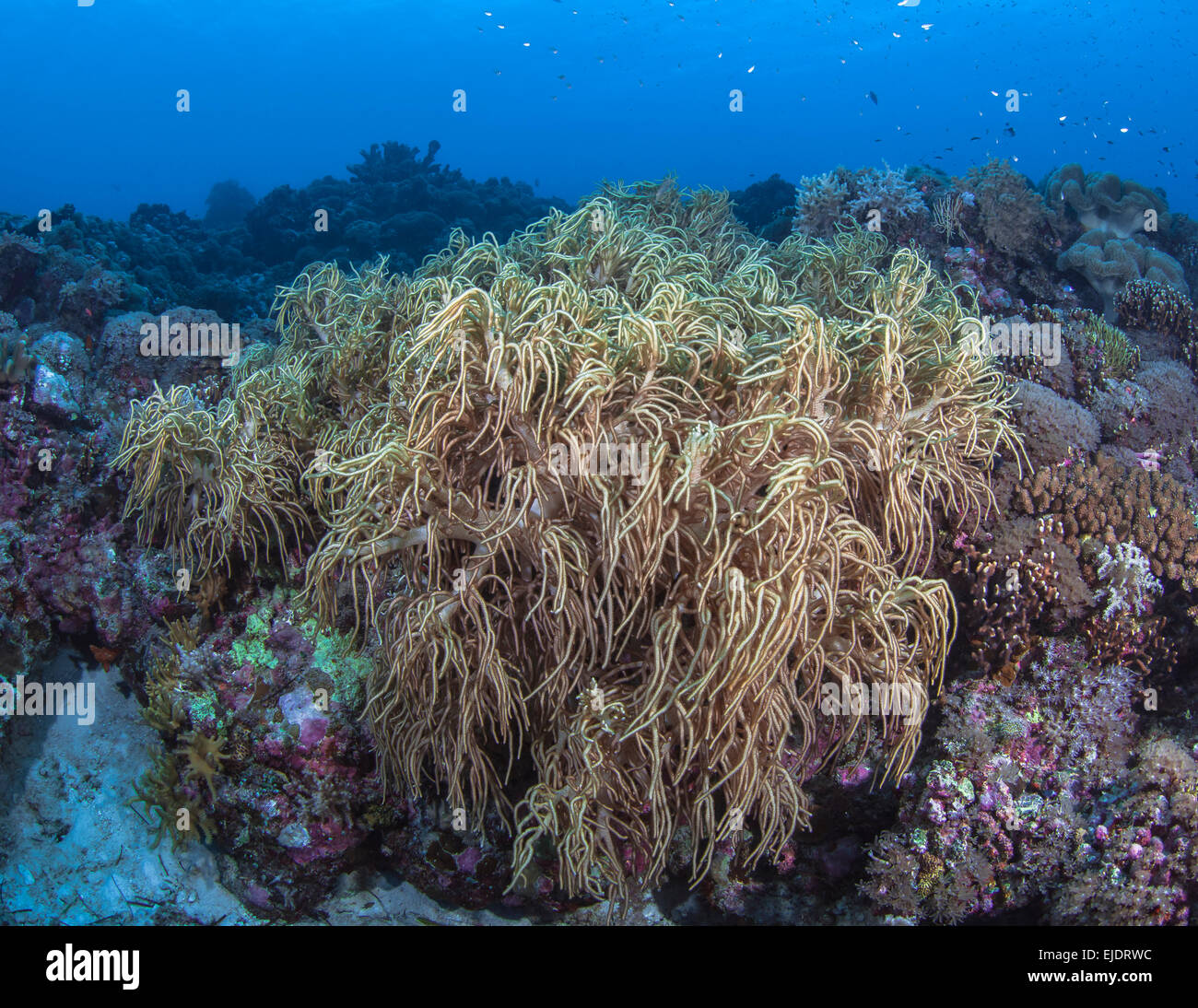 Long fingers of leather coral wavering in ocean surge. Spratly Islands, South China Sea. Stock Photo