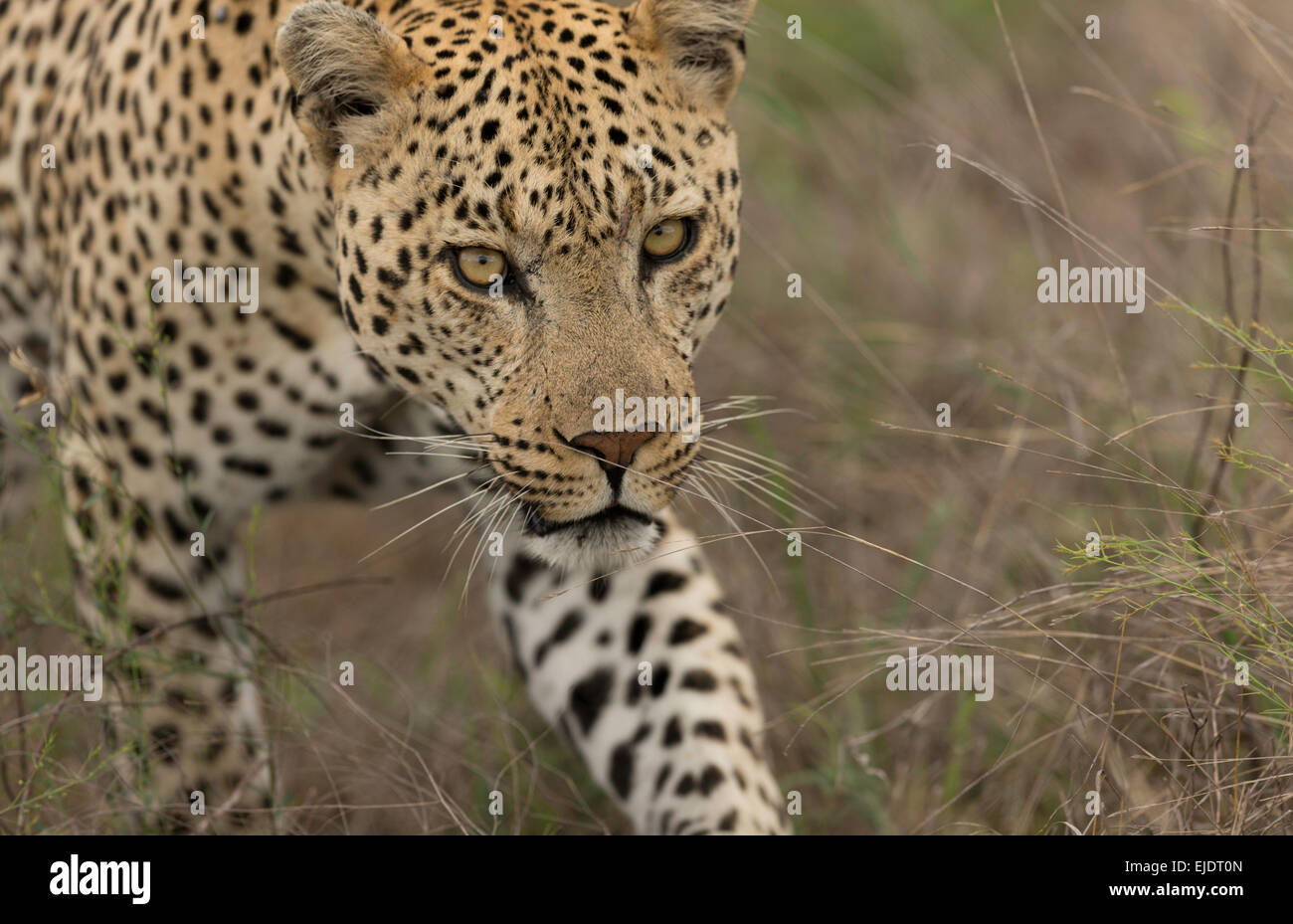 Leopard walking up close in the Kruger national park South Africa Stock Photo