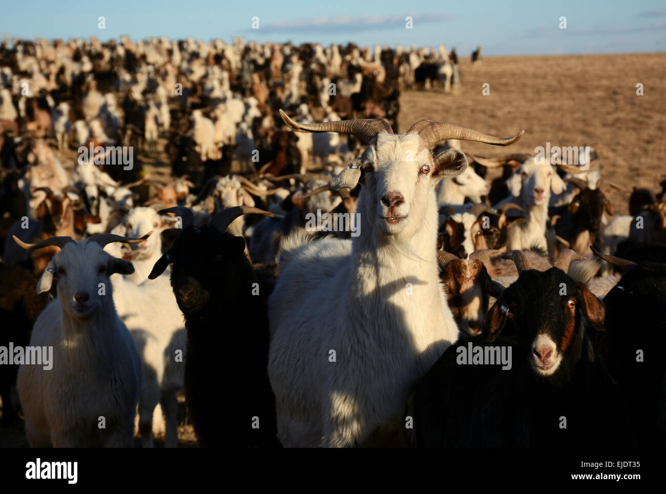 WELLINGTON, CO: Professional goatherder Lani Malmberg owns this herd of a thousand Cashmere goats. Stock Photo