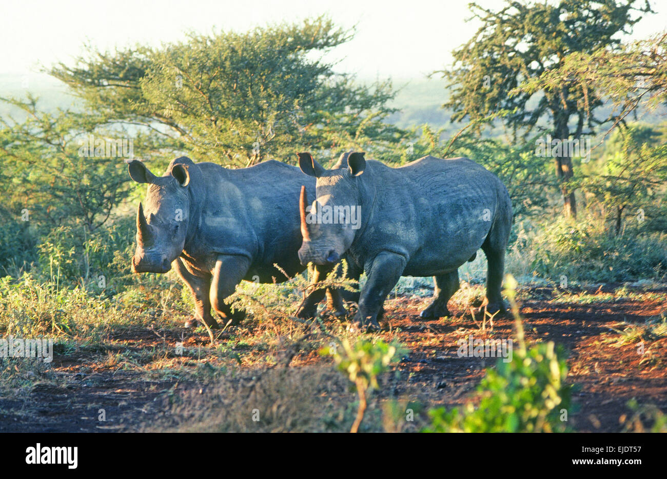 The southern white rhinoceros (Ceratotherium simum simum) in the wild in South Africa Stock Photo