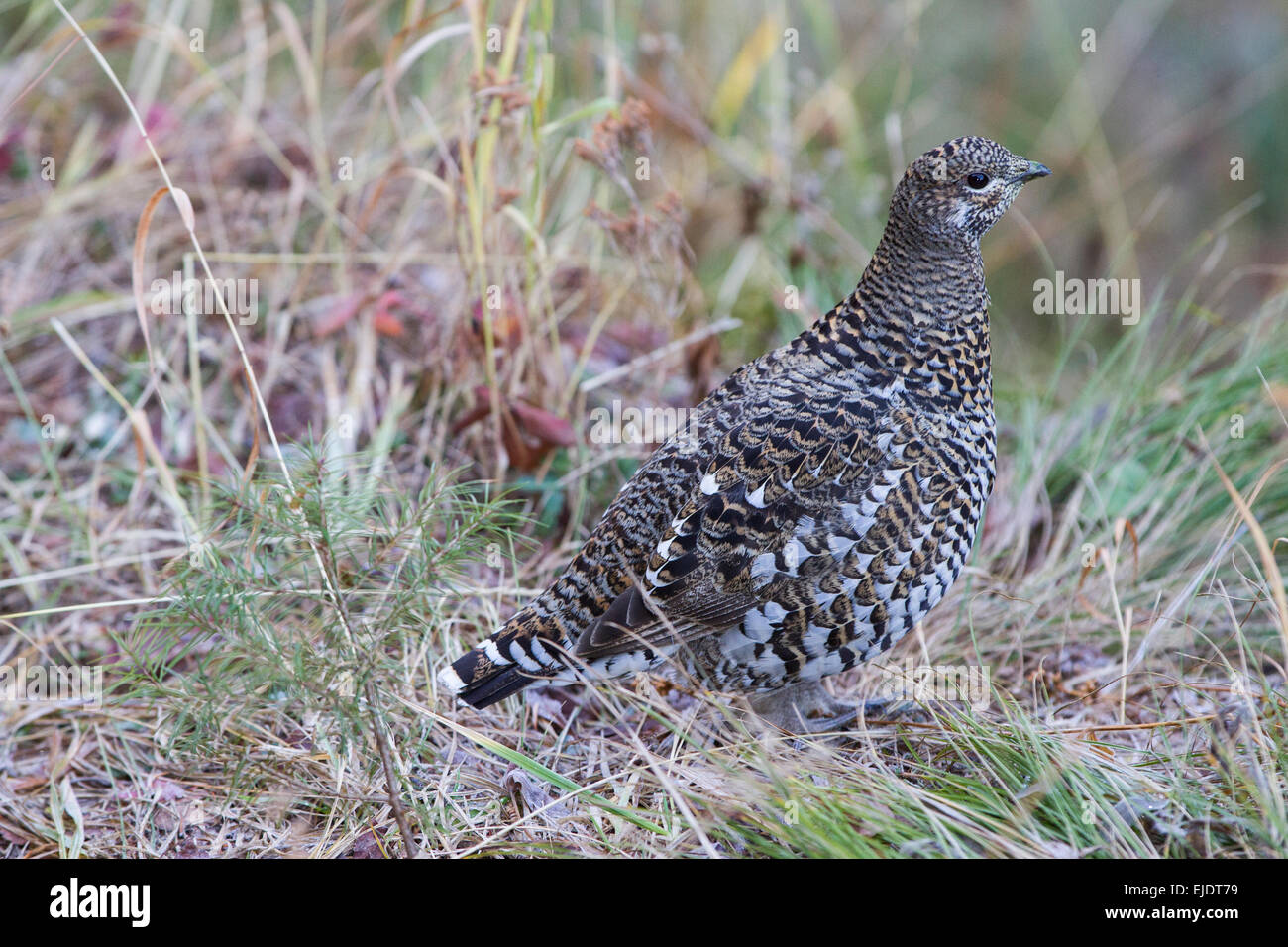 A Sharptail Grouse in the John Long Mountains of Montana. Stock Photo