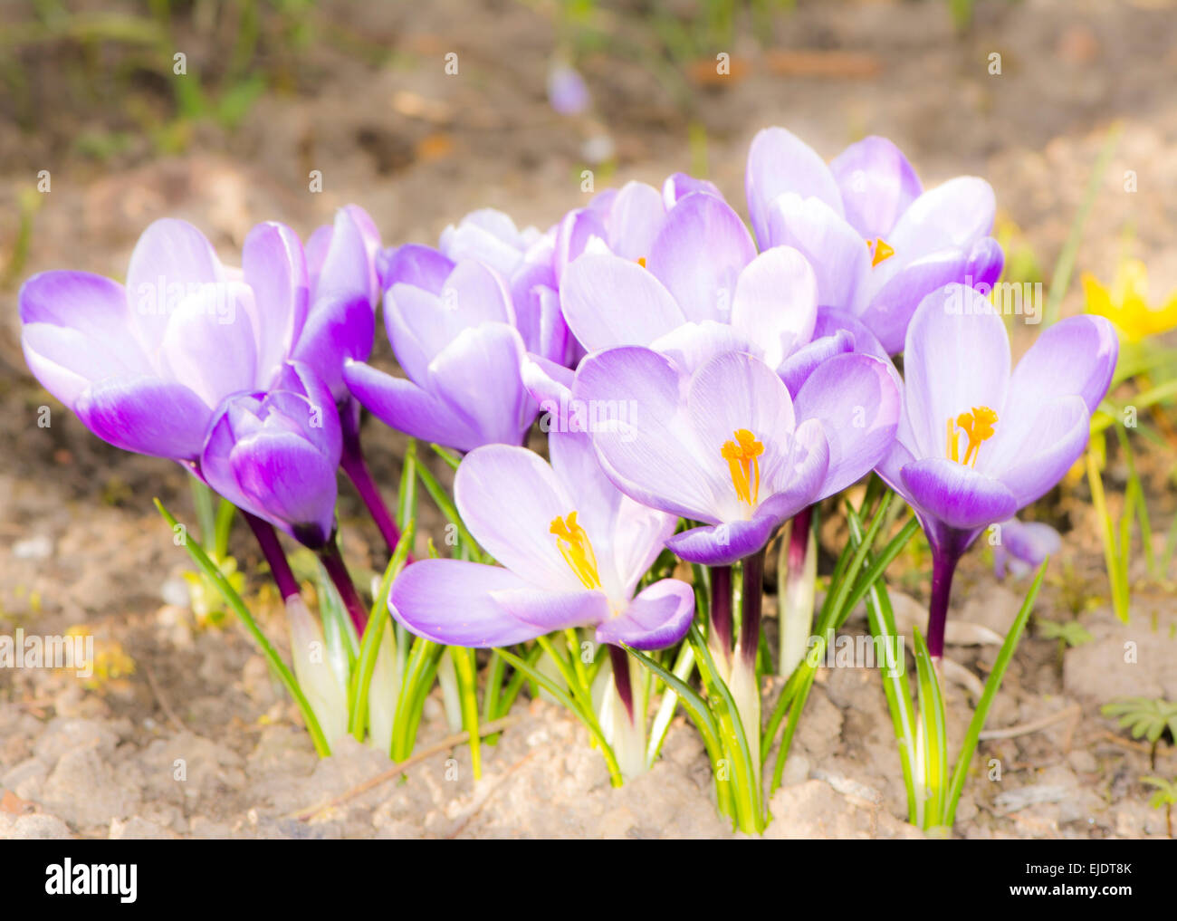 Macro of a group of purple crocus blossoms Stock Photo