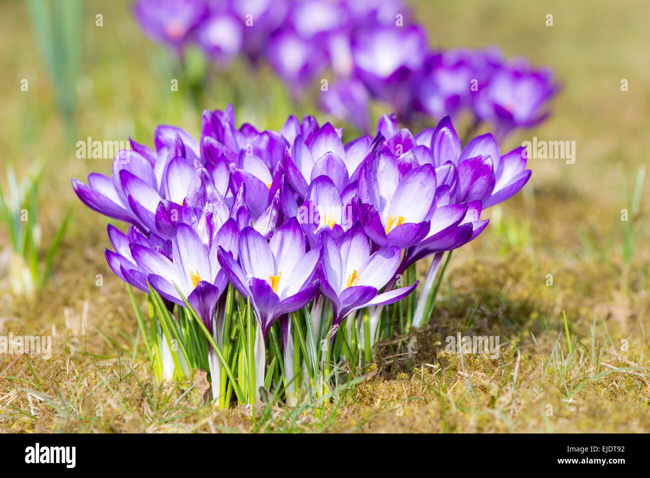 Macro of a group of purple crocus blossoms standing in the meadow Stock Photo