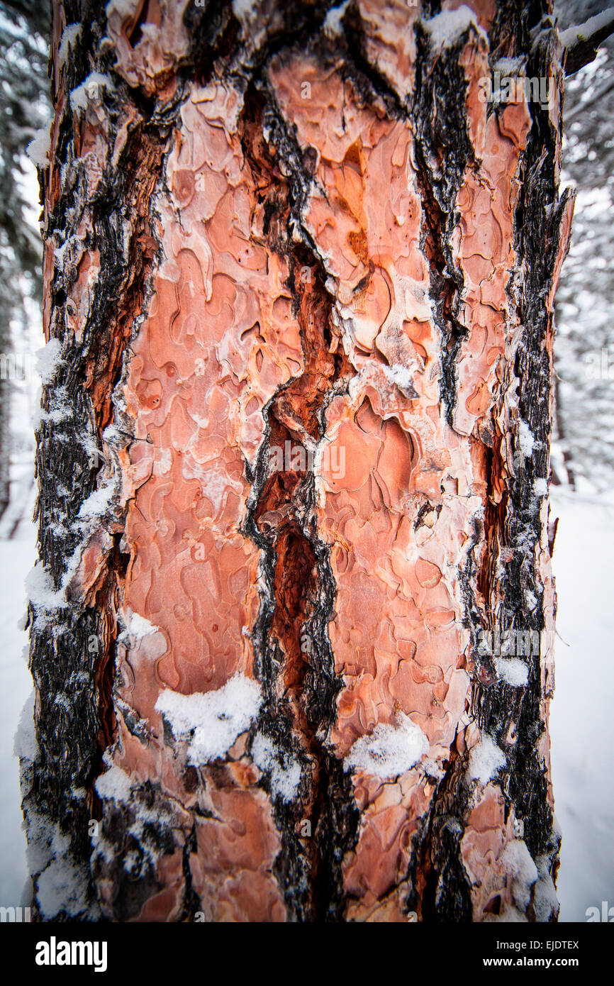 A closeup of the bark on a Ponderosa Pine tree in the Rattlesnake Recreation area near Missoula, Montana. Stock Photo