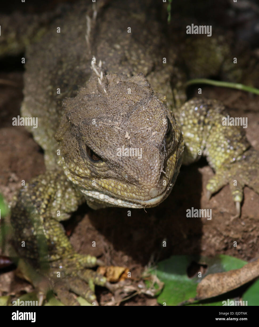 Endemic reptile hires stock photography and images Alamy