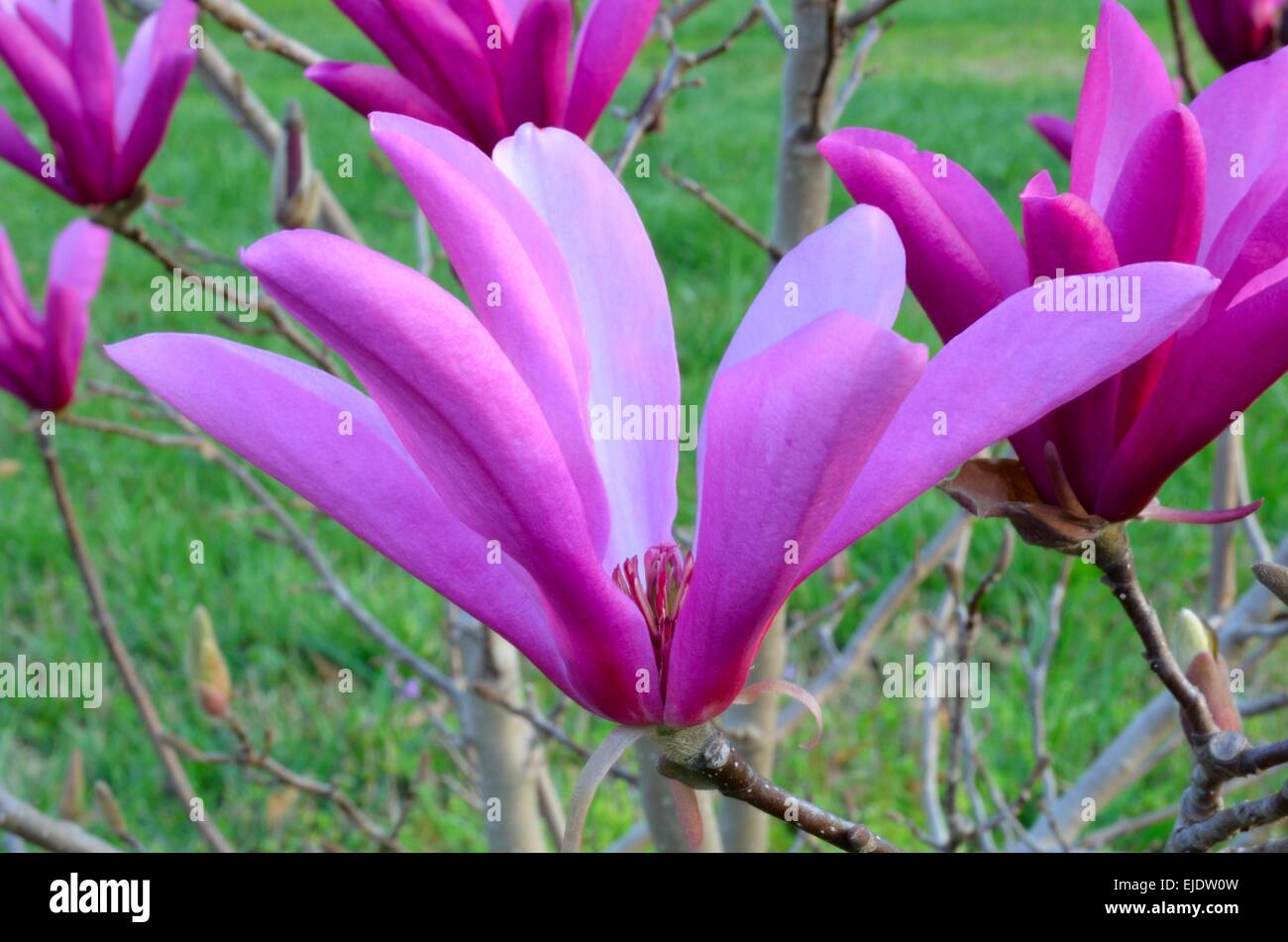 Beautiful pink bloom of a flowering magnolia pink tulip tree. Colorful nature background of pink petals. Stock Photo