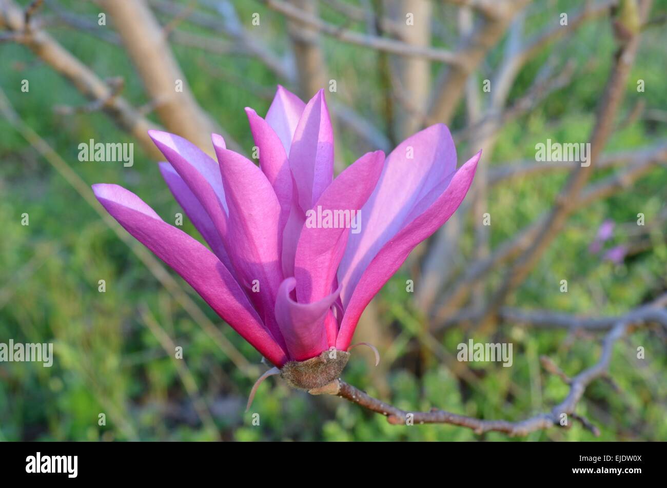 Beautiful pink bloom of a flowering magnolia pink tulip tree. Colorful nature background of pink petals. Stock Photo
