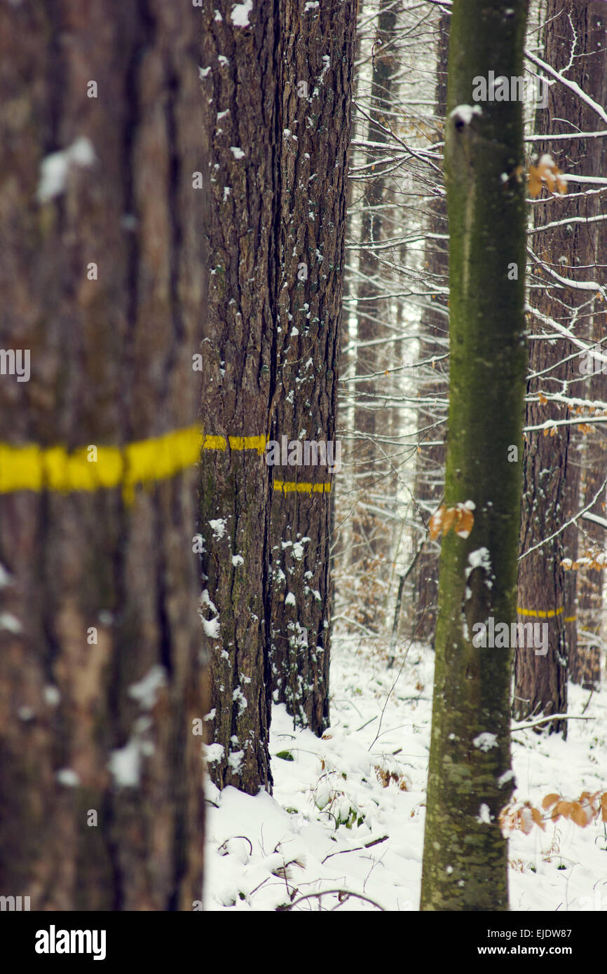 Yellow lines on the tree line of black pine Stock Photo