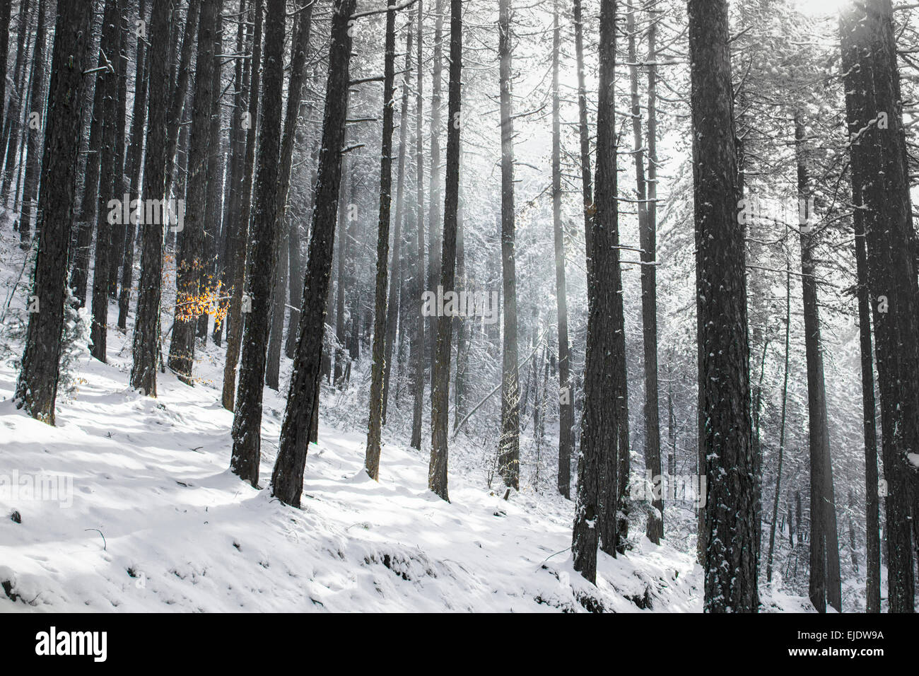 Black pine forest hi-res stock photography and images - Alamy