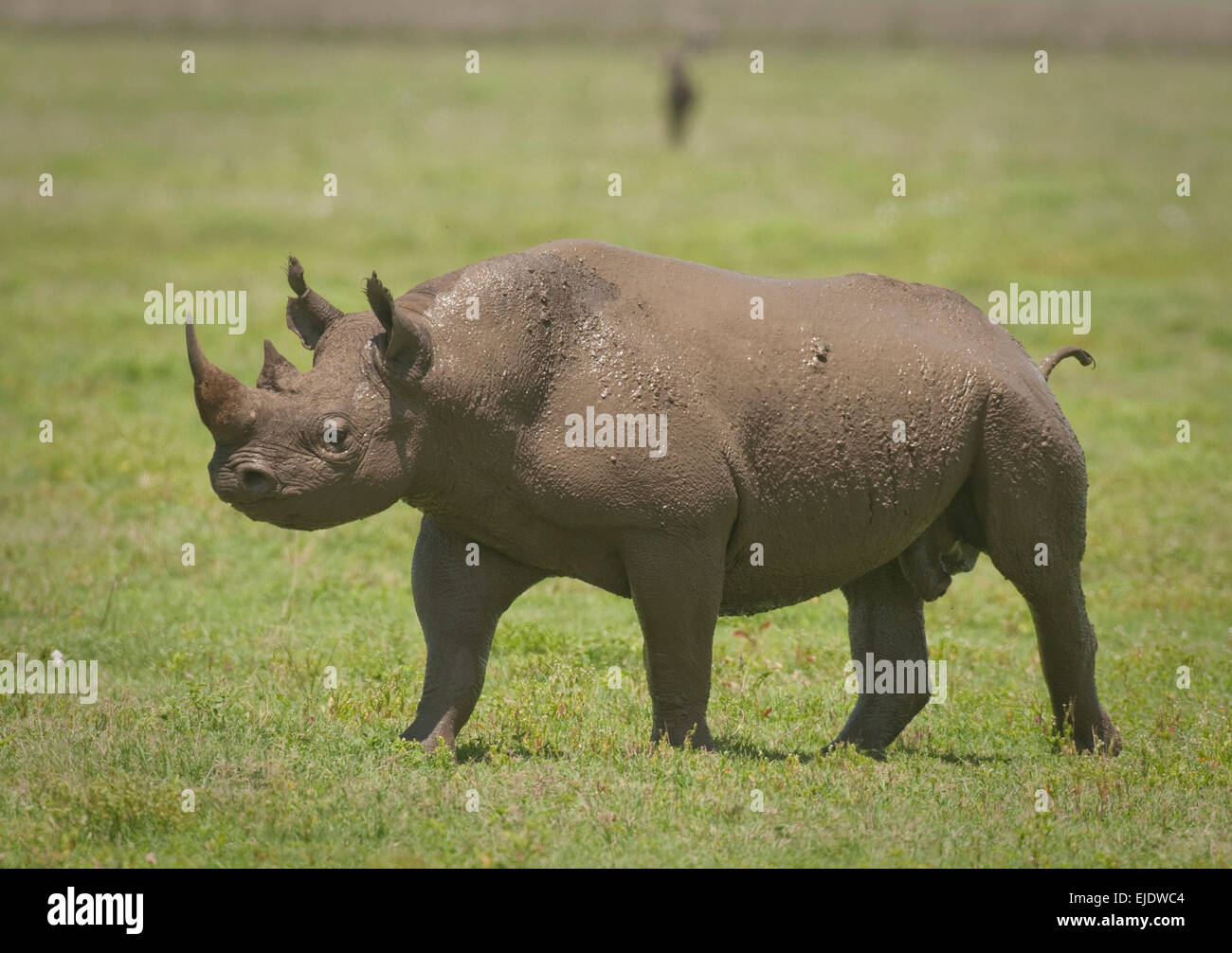 Muddy Black rhino walking Stock Photo
