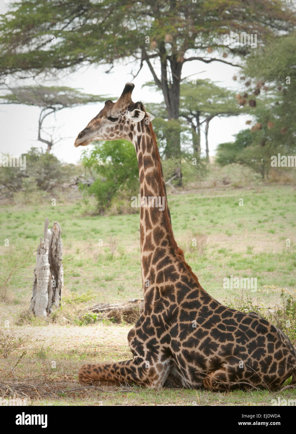 Masai giraffe lying down Stock Photo - Alamy