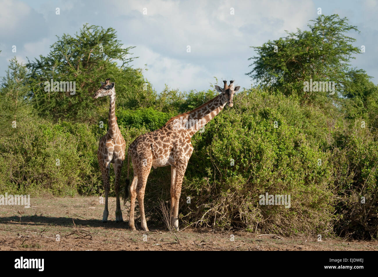 Two giraffes standing together hi-res stock photography and images - Alamy