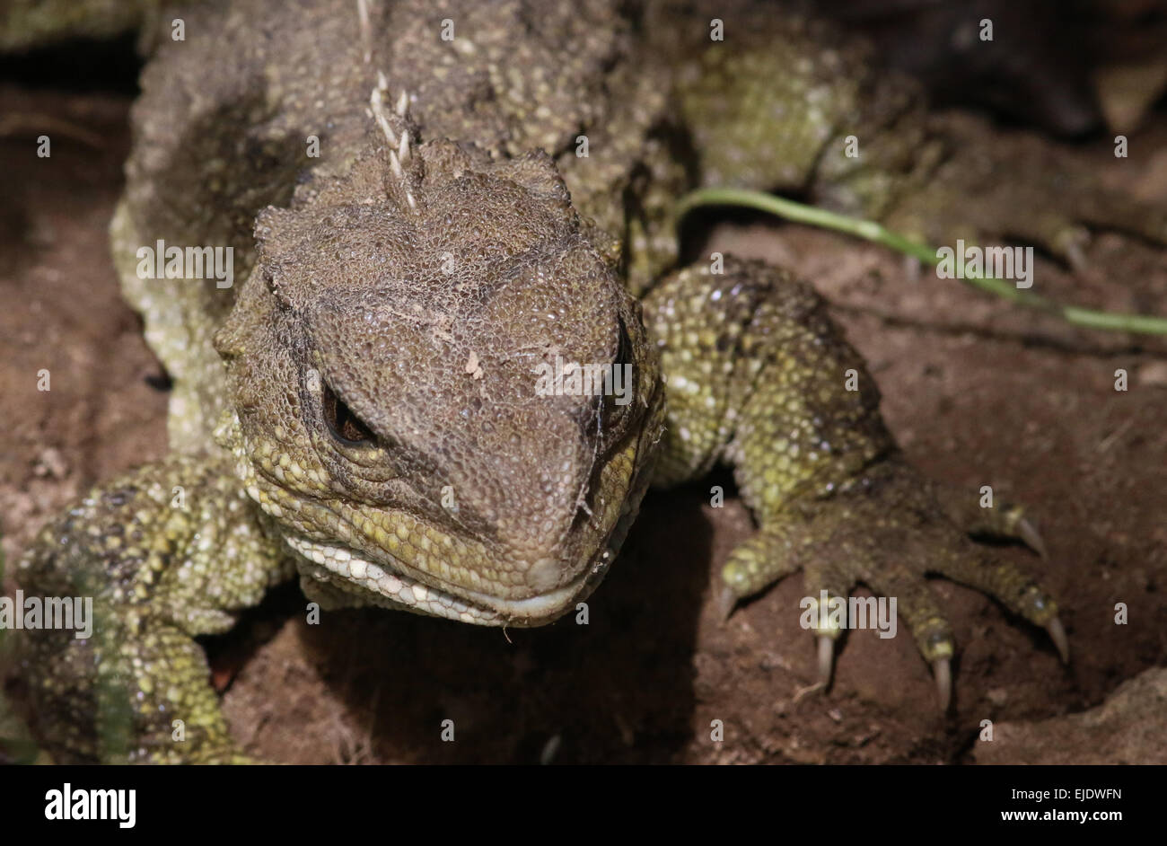 Tuatara at Zealandia, Wellington, a reptile endemic New Zealand Stock