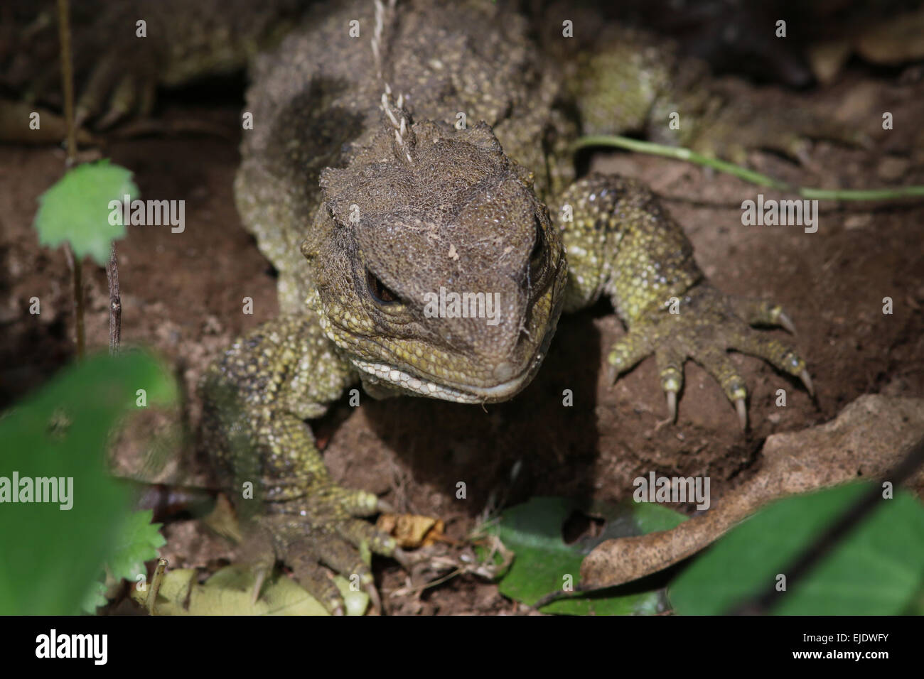 Tuatara at Zealandia, Wellington, a reptile endemic New Zealand Stock Photo