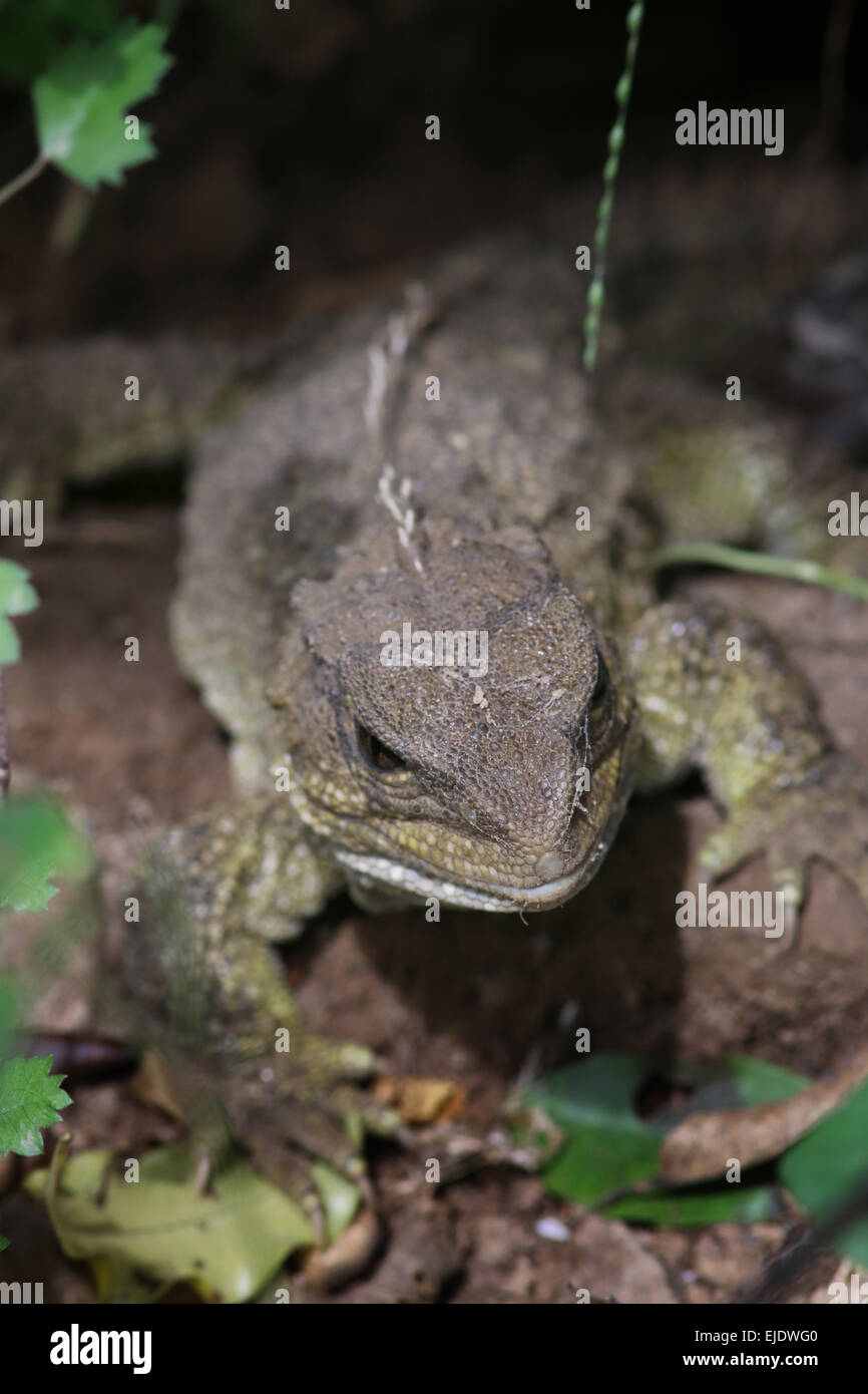 Tuatara hires stock photography and images Alamy