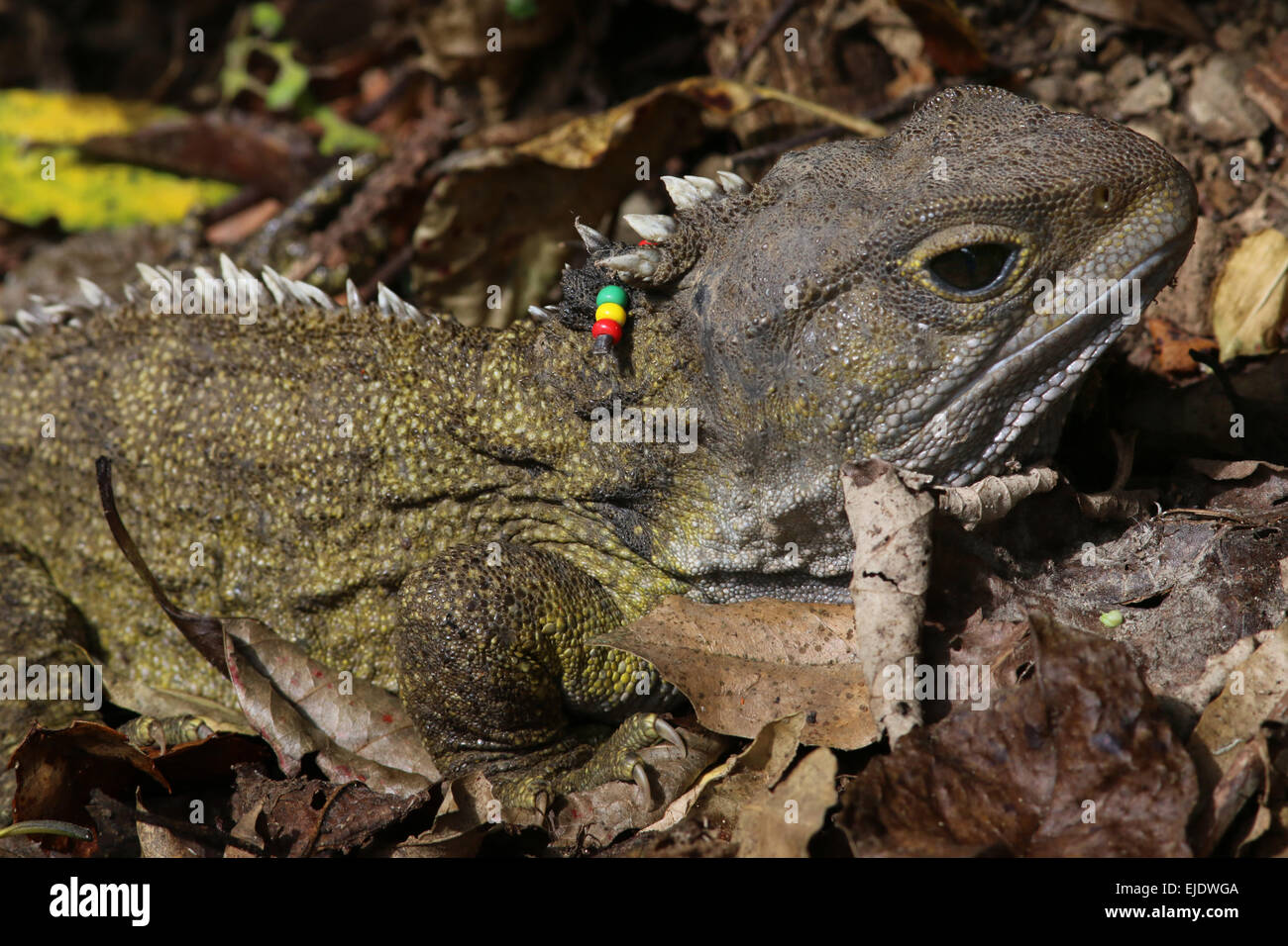 Tuatara High Resolution Stock Photography and Images Alamy