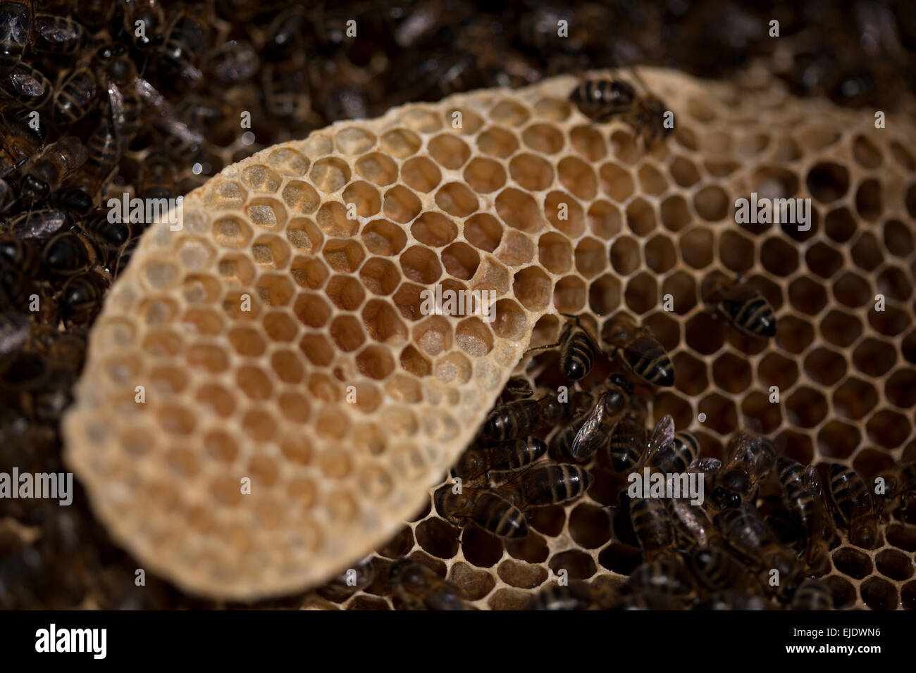 An empty honey comb in a beehive of the apiary of Puremiel beekeepers in Arcos de la Frontera, Cadiz province, Andalusia, Spain Stock Photo