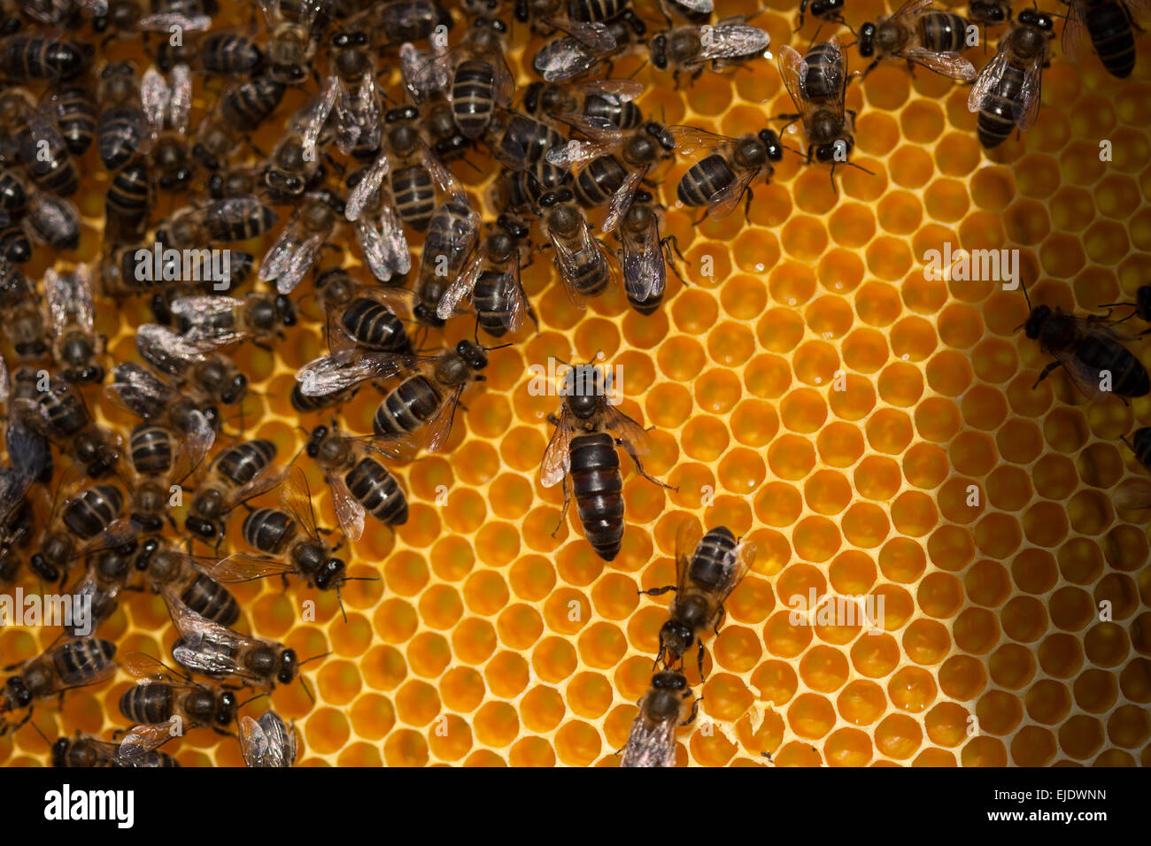 A queen bee walks in the center of a beehive of the apiary of Puremiel beekeepers in Arcos de la Frontera, Cadiz province, Stock Photo