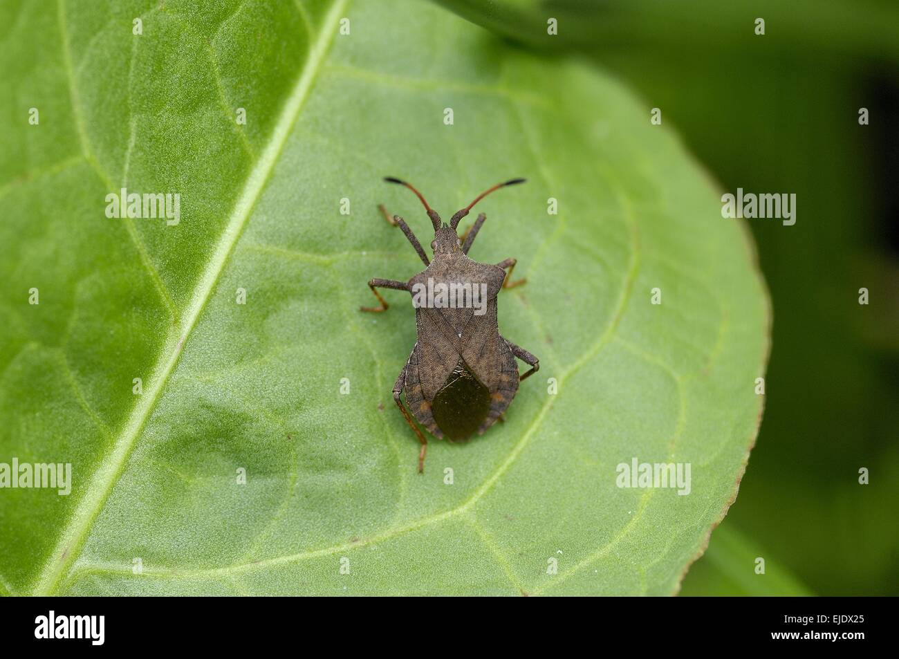 Brown Squash Bug - Dock Leaf Bug (Coreus marginatus - Cimex marginatus - Mesocerus marginatus) on leaf Stock Photo