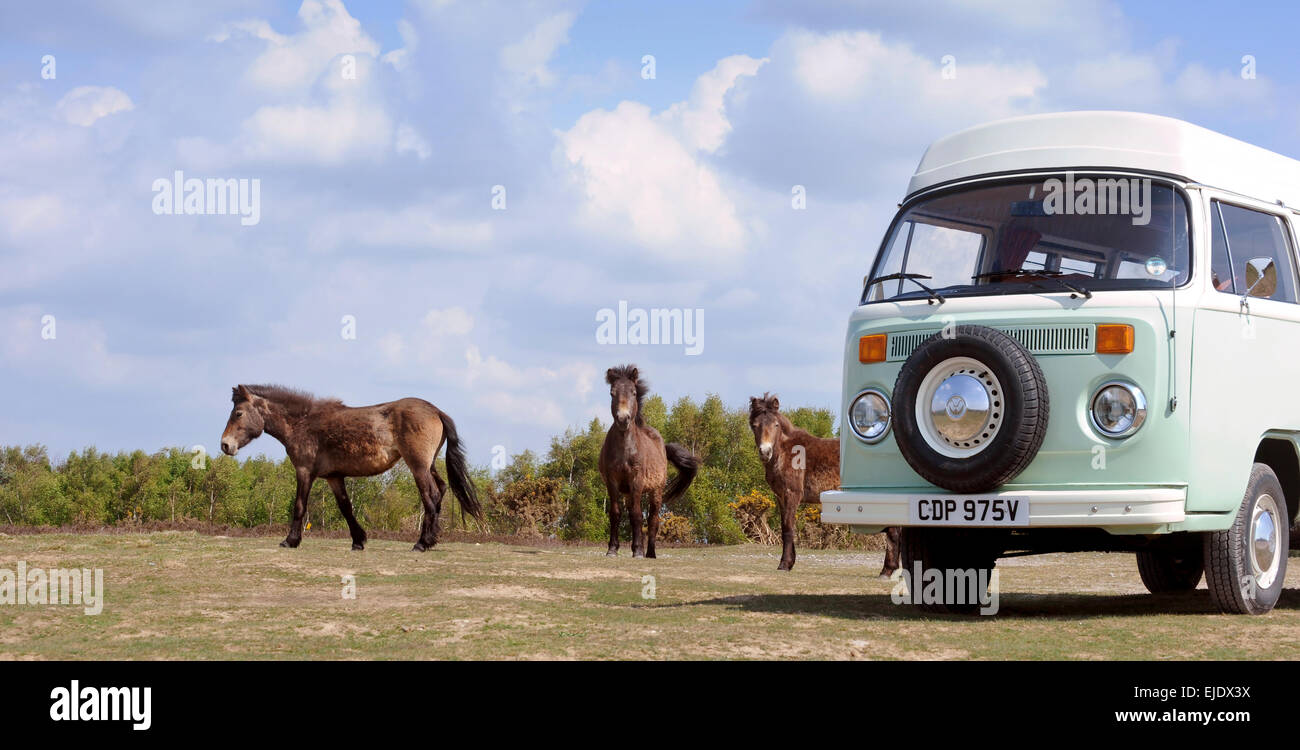 Volkswagen Camper bus on Ashdown Forest with local ponies in East Sussex UK. Stock Photo