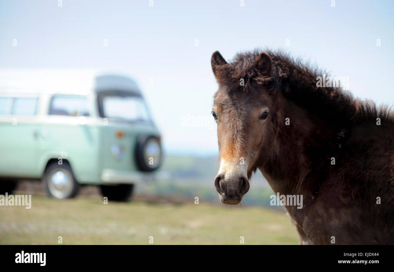 Volkswagen Camper bus on Ashdown Forest with local ponies in East Sussex UK. Stock Photo