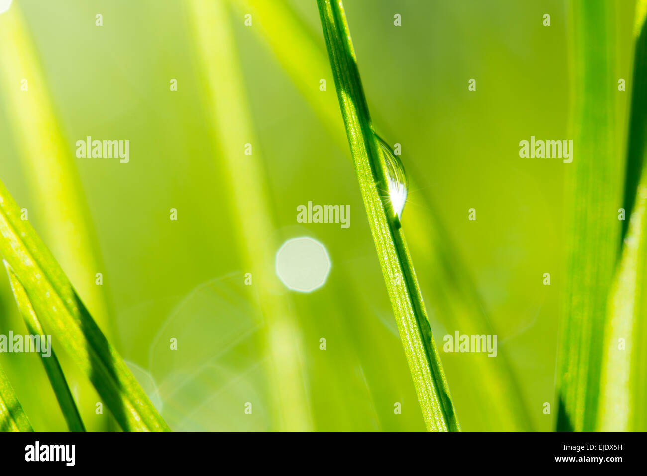 Green grass background hi-res stock photography and images - Alamy