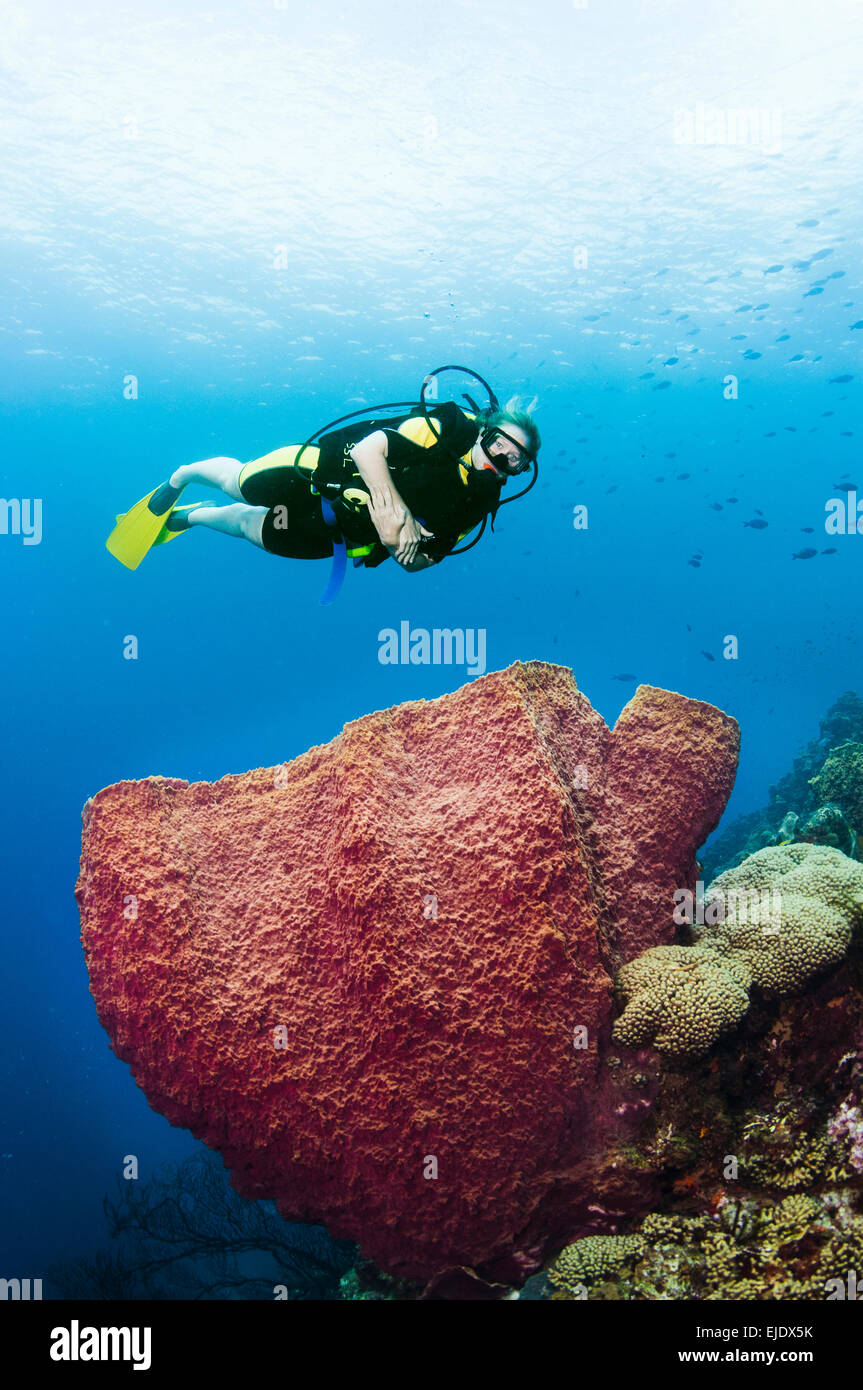 A female diver explores a barrel sponge, St. Lucia. Stock Photo