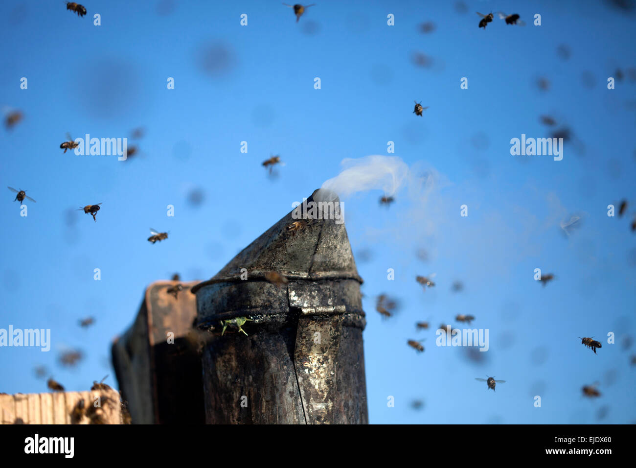 A bee smoker on top of a beehive surrounded by a honey bee swarm in the apiary of Puremiel beekeepers in Los Alcornocales Stock Photo