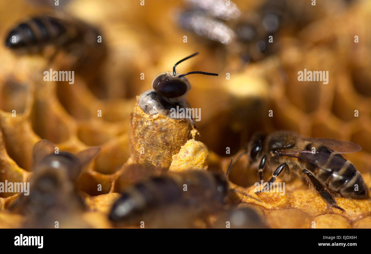 A male bee being born in a beehive of the apiary of Puremiel beekeepers in Los Alcornocales Natural Park, Cadiz province, Stock Photo