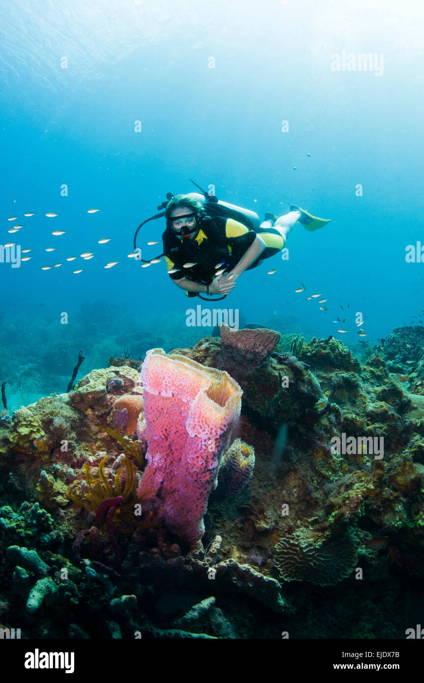 A diver explores a Purple Vase Sponge, St. Lucia. Stock Photo