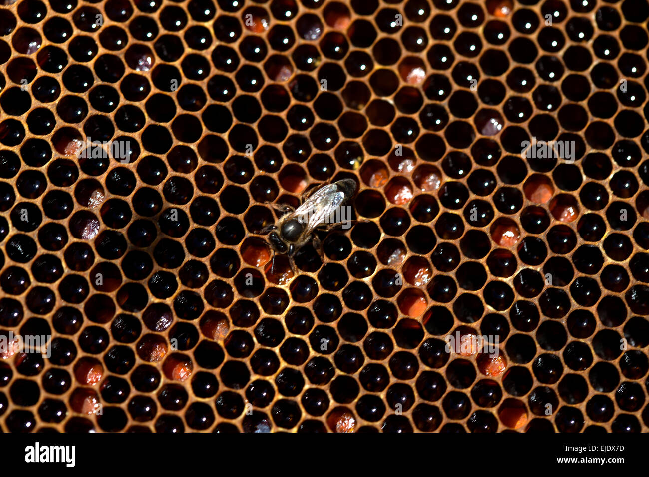 A queen bee walks in a beehive filled with honey and pollen in an apiary of Puremiel beekeepers in Los Alcornocales Natural Stock Photo