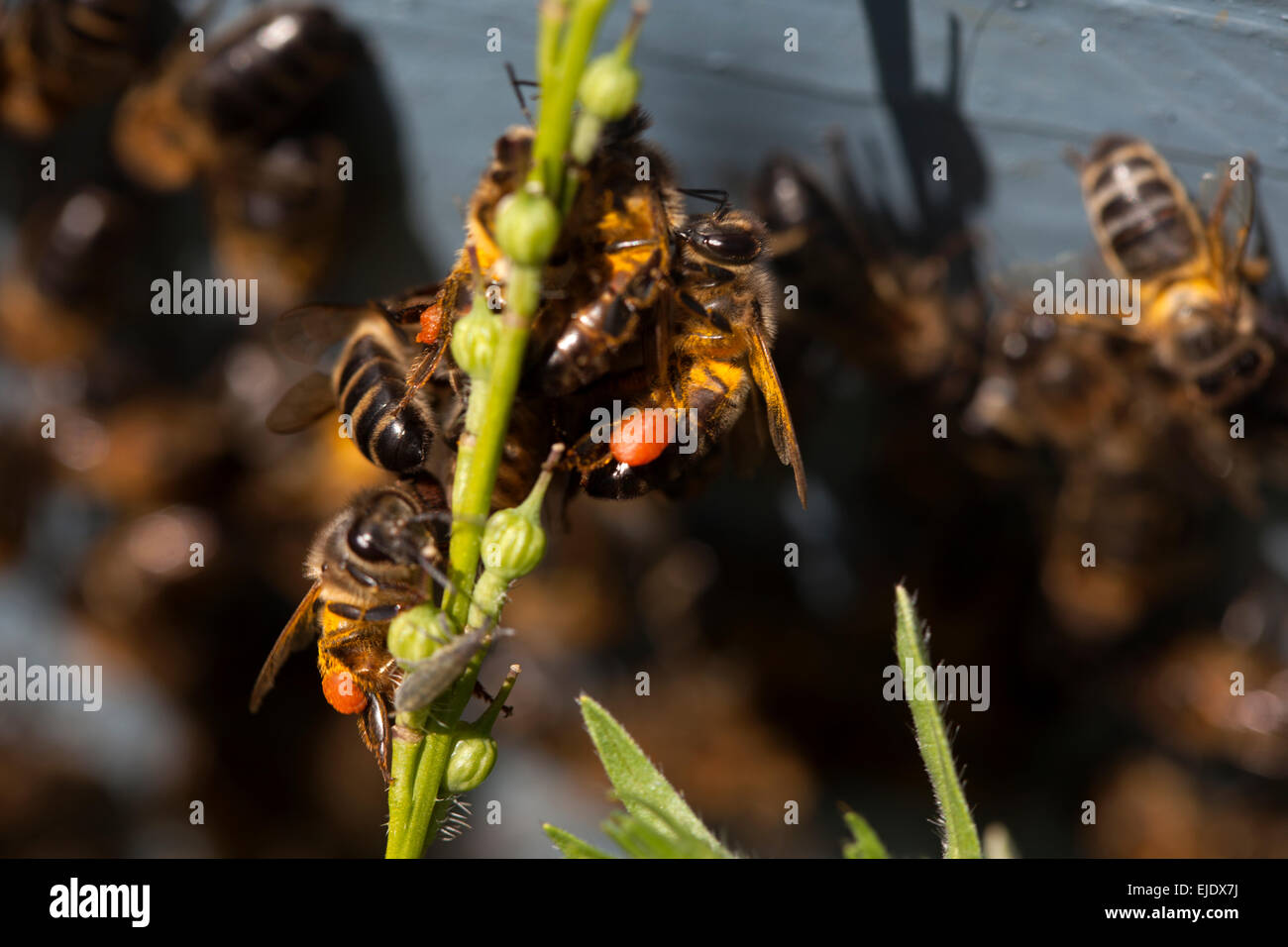 Bee carrying pollen hires stock photography and images Alamy