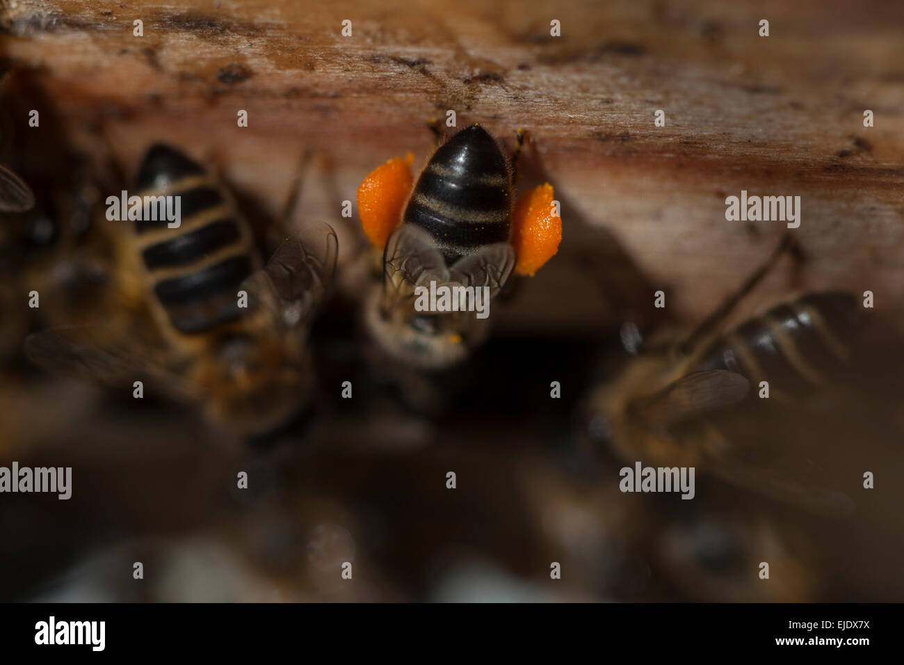A honey bee carrying pollen in their legs enters a beehive of an apiary of Puremiel beekeepers