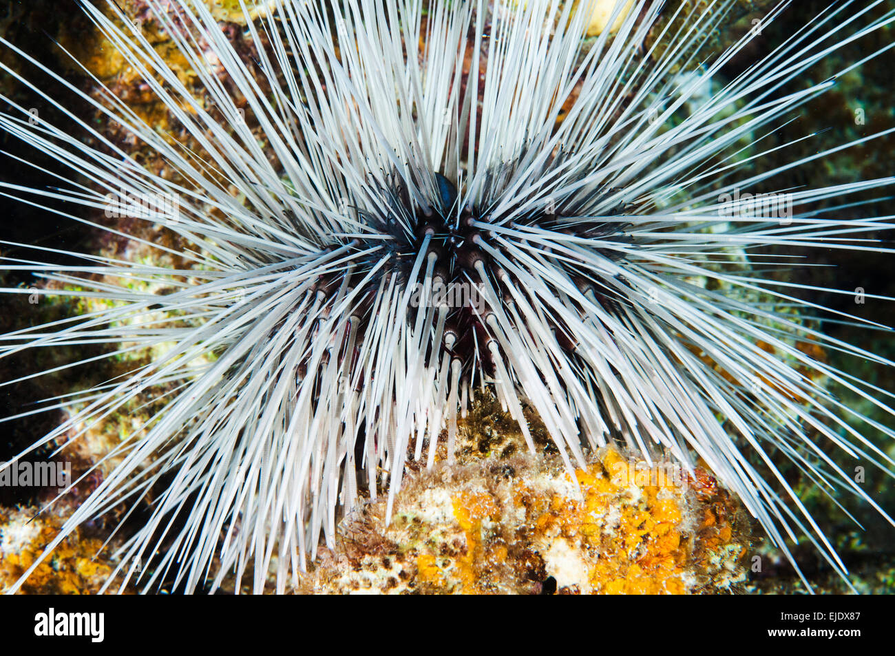 Close up of Long Spined Sea Urchin, St. Lucia. Stock Photo