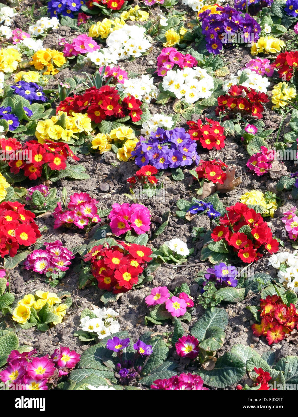 Early springtime primulas flowering in London park Stock Photo