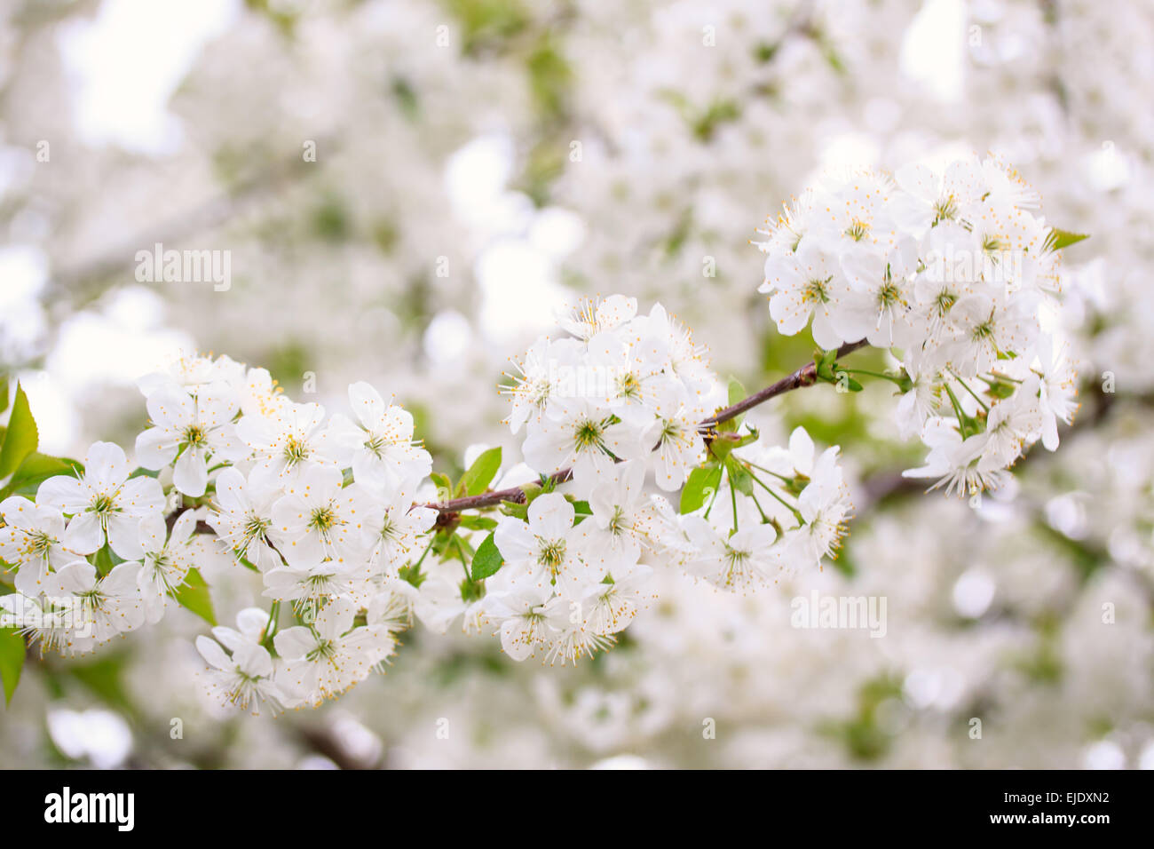 Colourful blooming cherry tree hi-res stock photography and images - Alamy