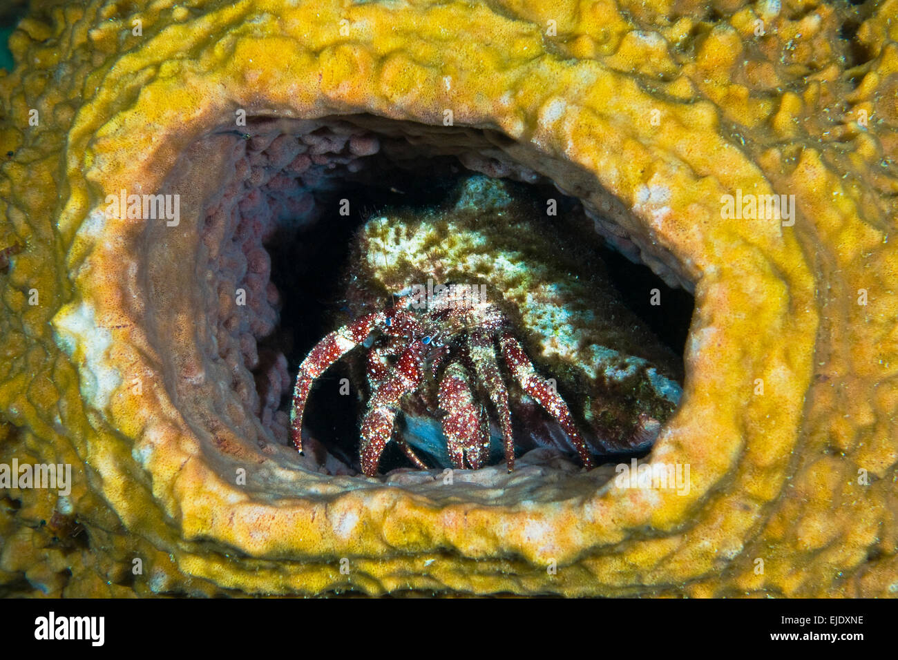 Hermit crab in yellow vase sponge, St. Lucia. Stock Photo