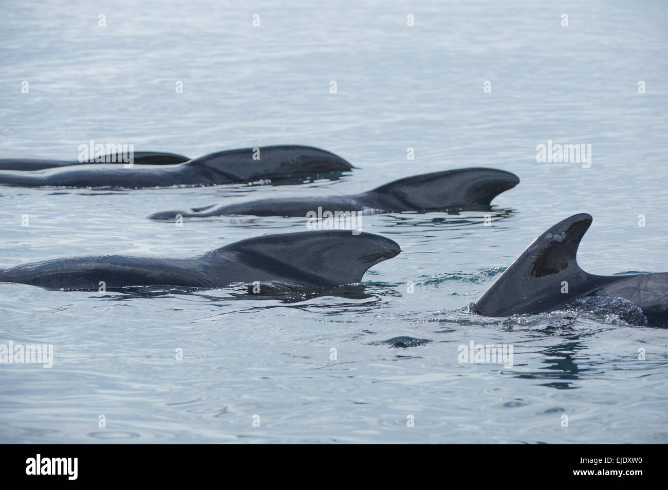 Long-finned Pilot Whale in Norway group swimming Stock Photo