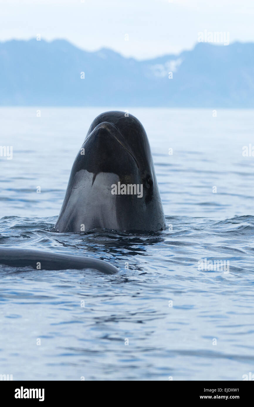 Long-finned Pilot Whale in Norway,Head out of the water Stock Photo