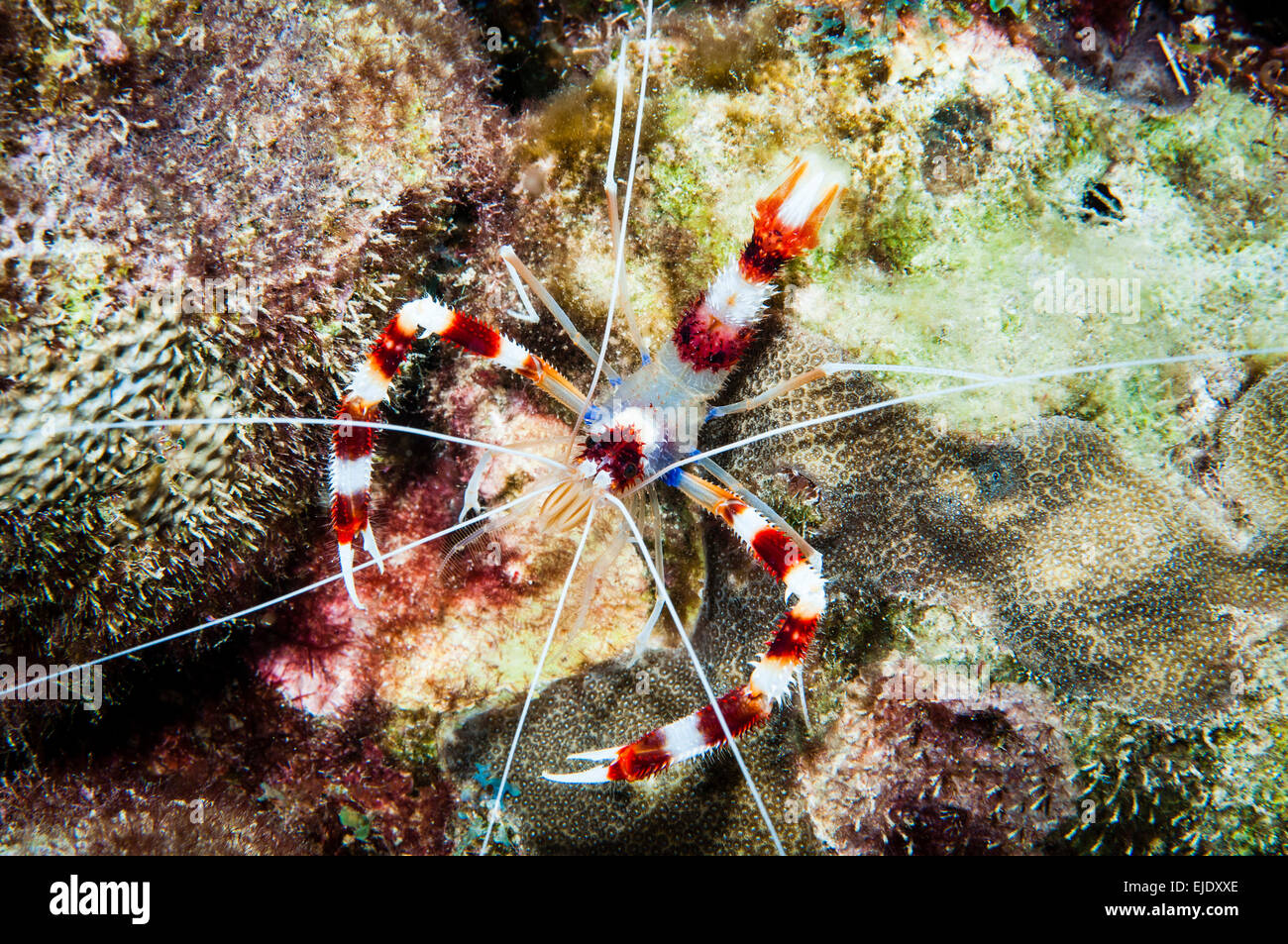 Banded Cleaner Shrimp (Steopus hispidus), St. Lucia. Stock Photo