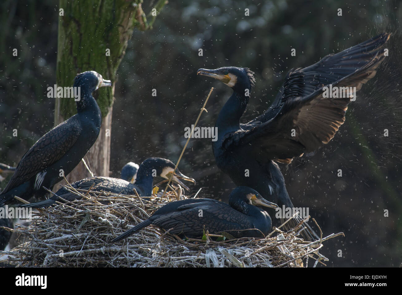 Cormorant landing on his nest in springtime Stock Photo Alamy