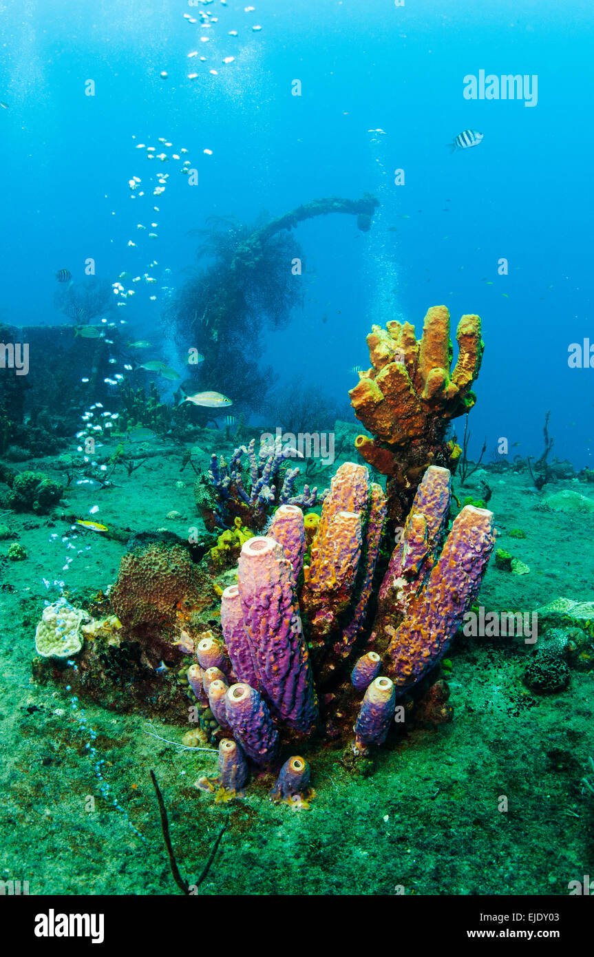 Tube sponges growing on a wreck, Castries, St. Lucia. Stock Photo