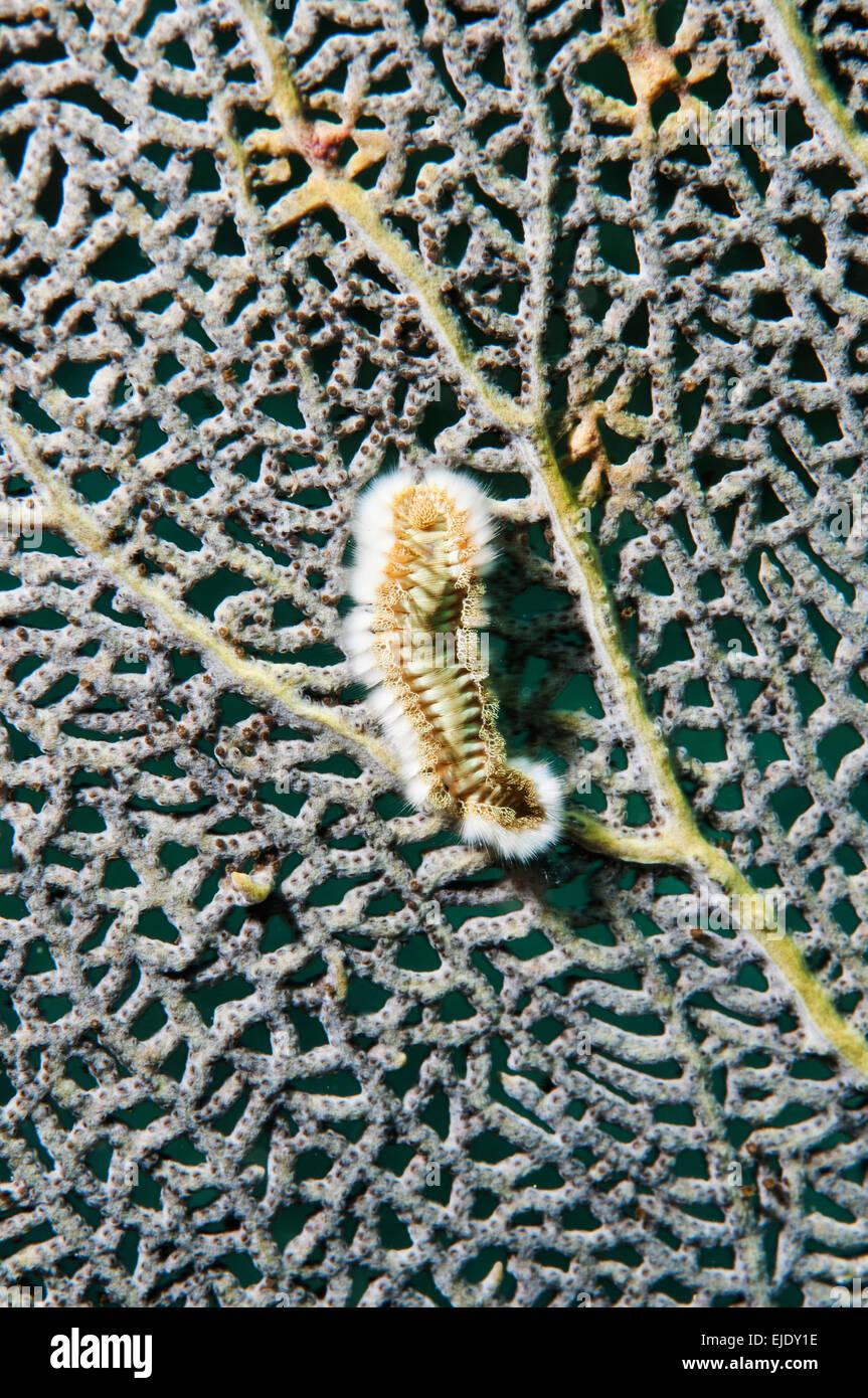 Close-up of Bristle worm (Chloeia sp) on gorgonian, St. Lucia. Stock Photo