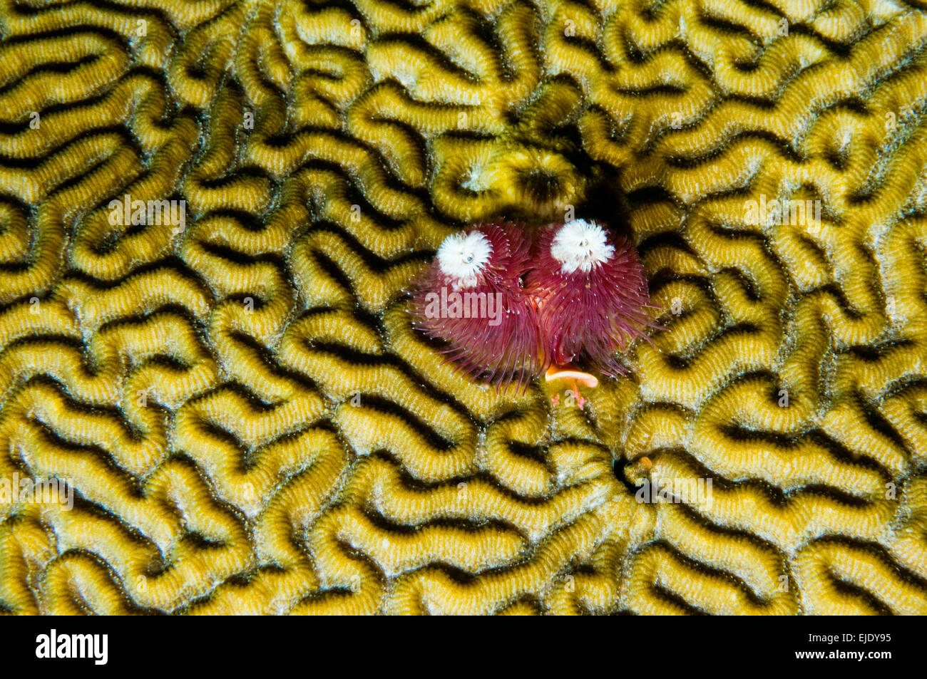 christmas Tree Worm (Spirobranchus giganteus) filter feeding while attached to Brain Coral (Diploria labyrinthiformis), St. Stock Photo