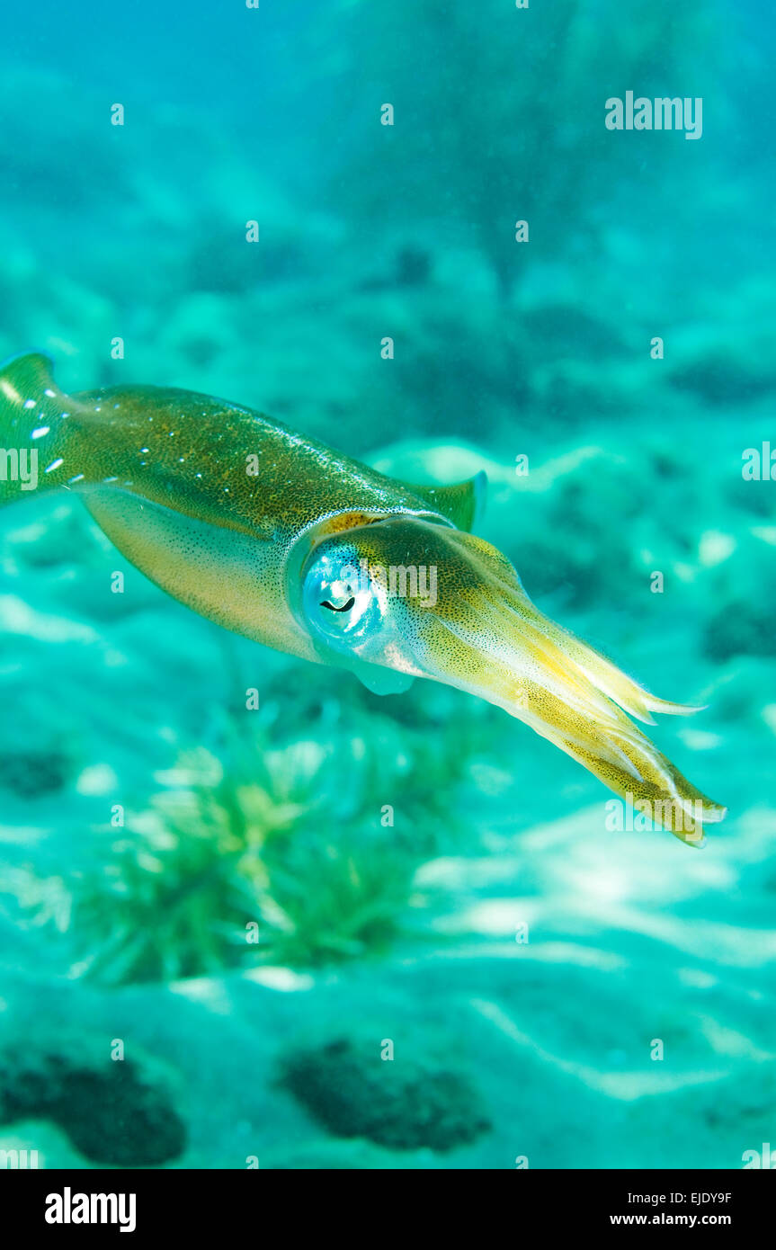 Caribbean reef squid or Atlantic oval squid, (Sepioteuthis sepioidea), St. Lucia. Stock Photo